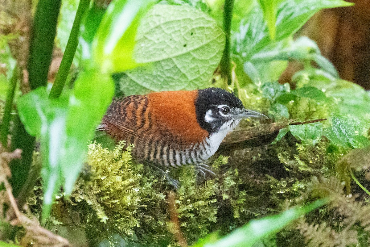 Cucarachero Cabecinegro (nigricapillus/connectens) - ML616014507