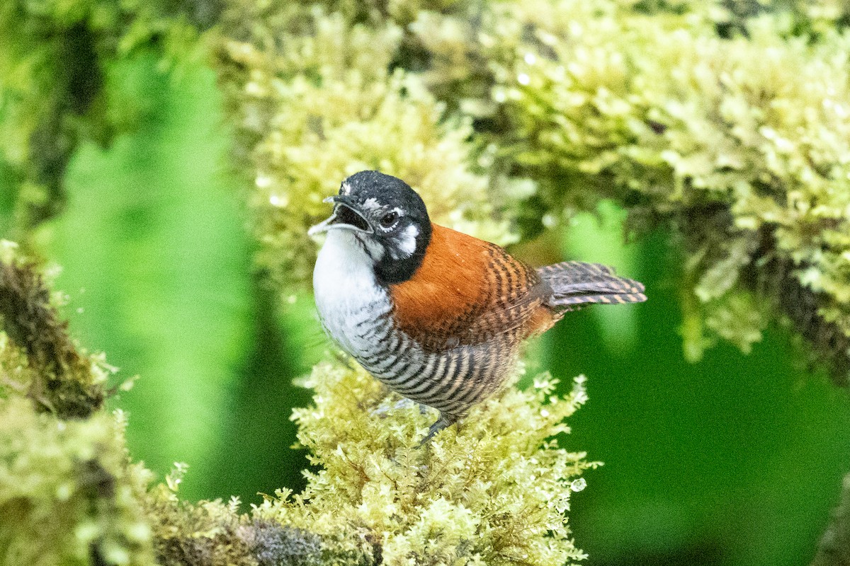 Bay Wren (South American) - Xiaoni Xu