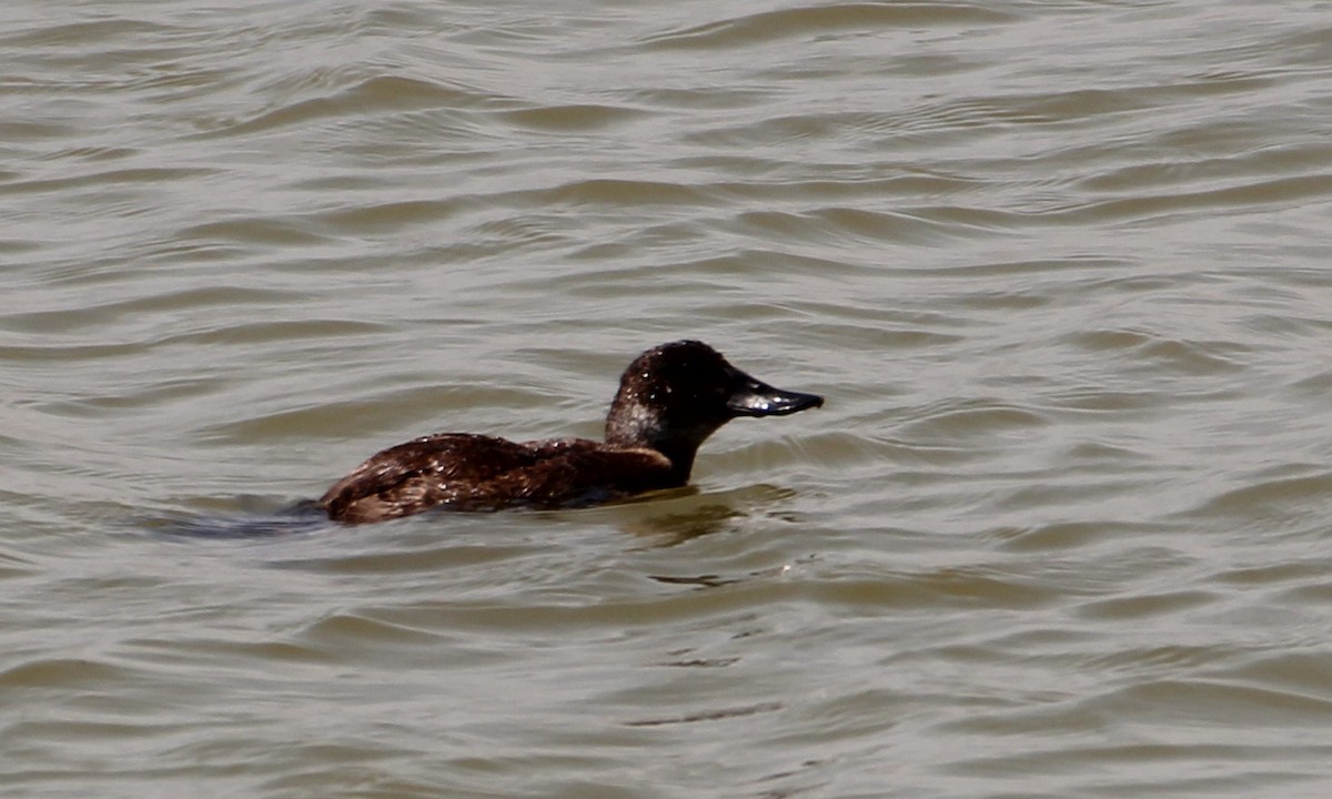 Andean Duck - ML616014514