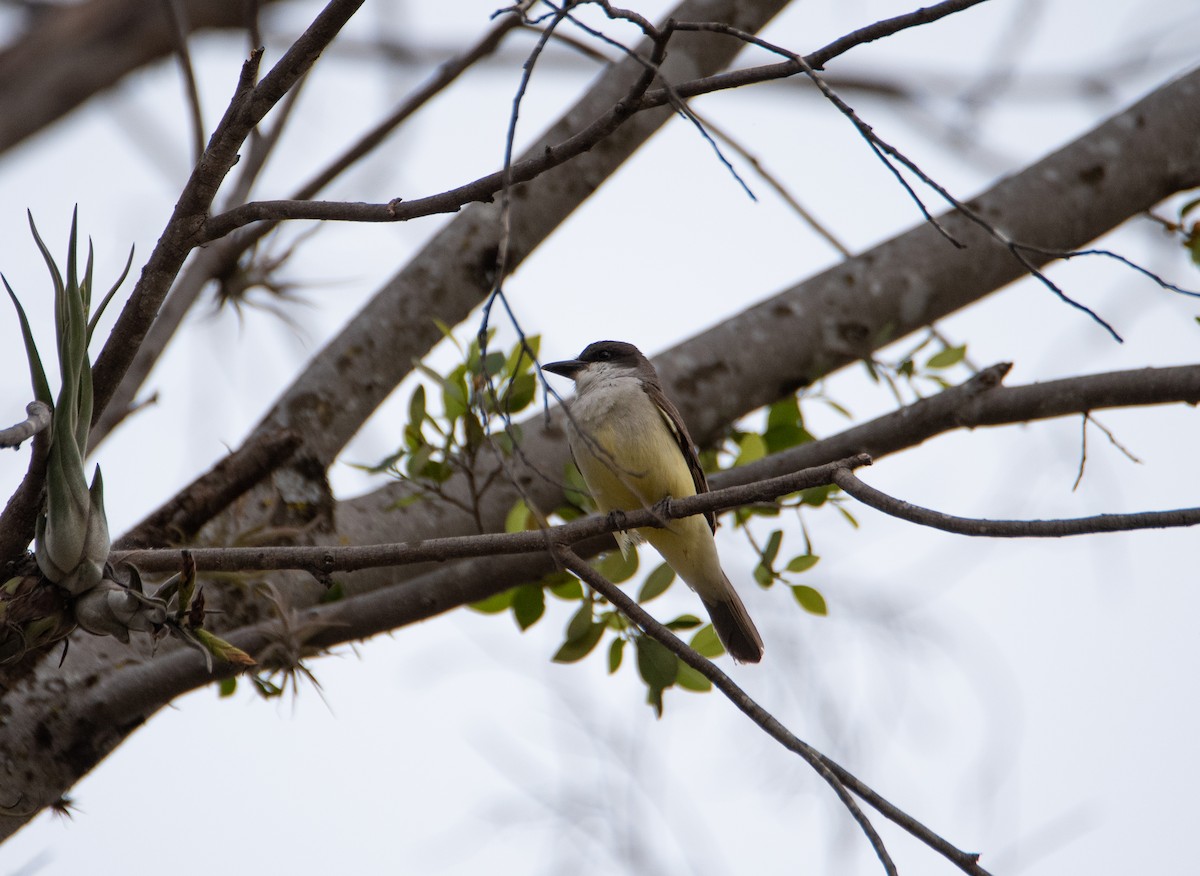 Thick-billed Kingbird - Rick Zapf