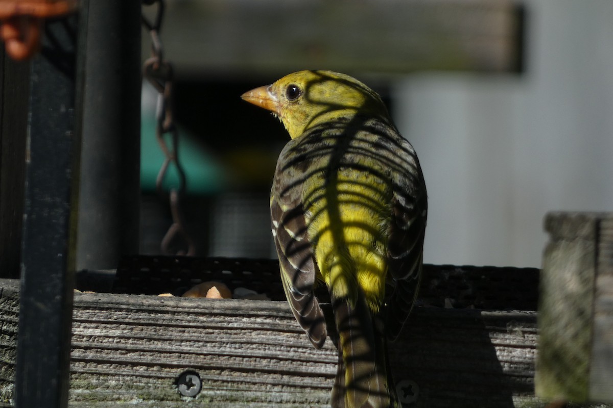 Western Tanager - Teresa Conlon