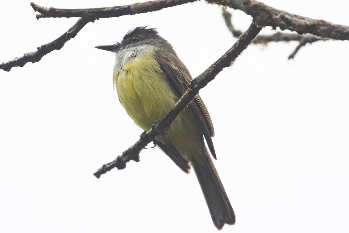 Tyran olivâtre (nigriceps/atriceps) - ML616014531