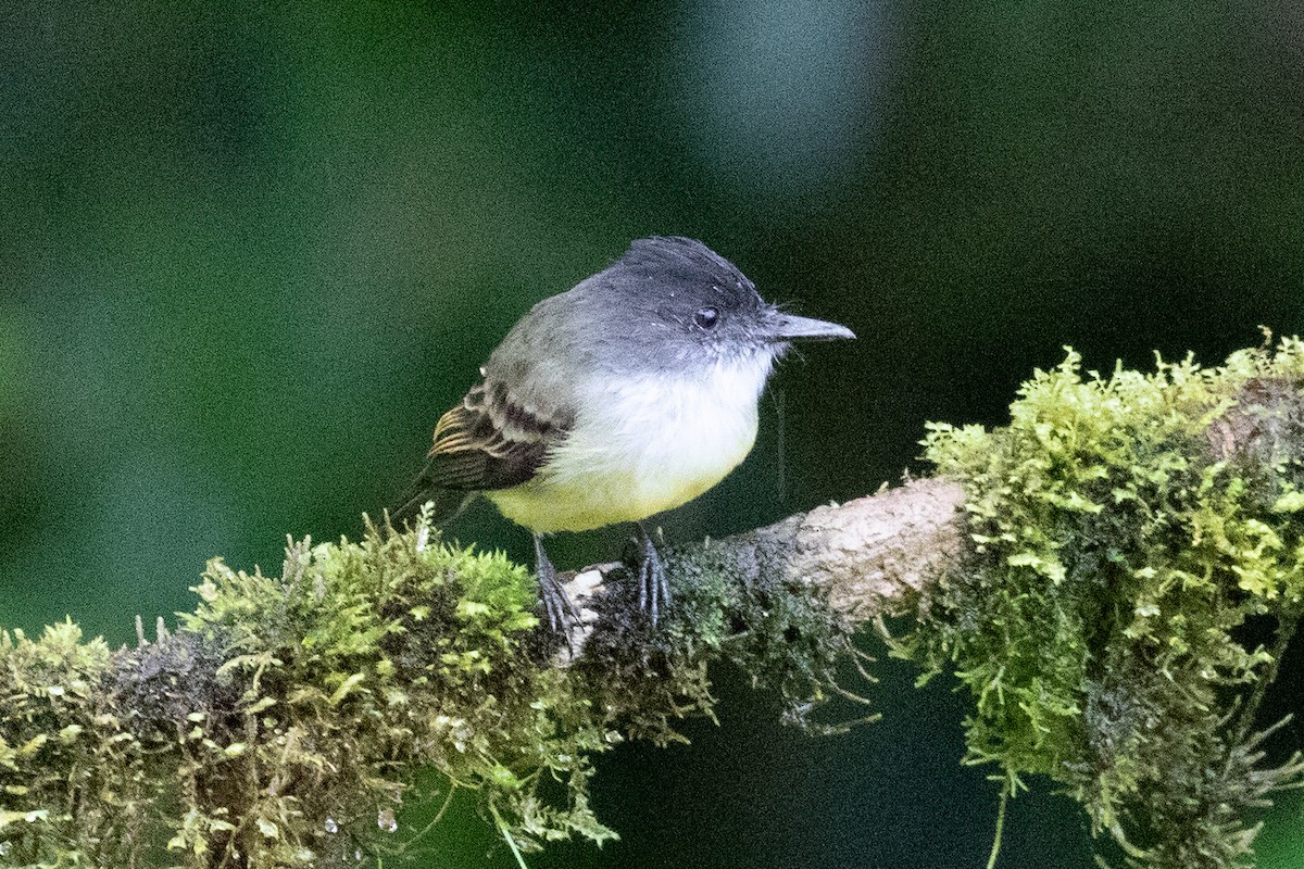 Tyran olivâtre (nigriceps/atriceps) - ML616014533