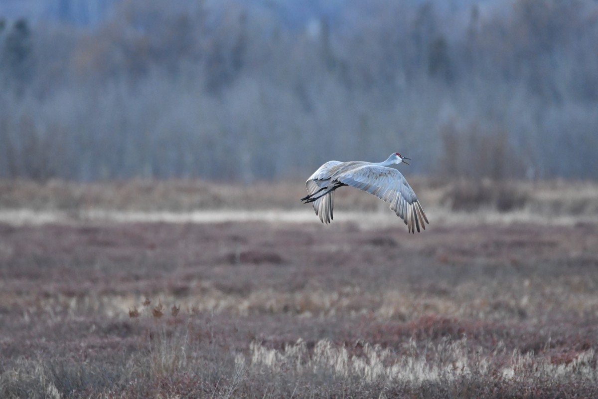 Grulla Canadiense - ML616014538