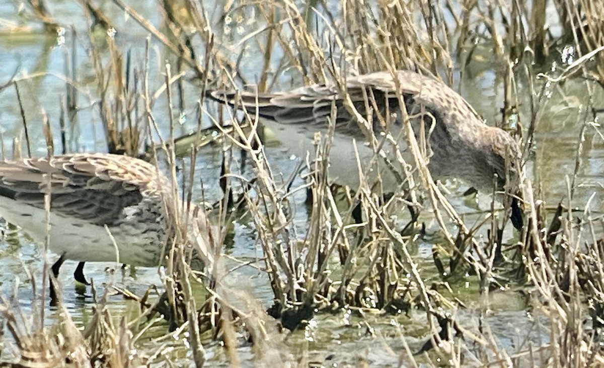 Bergstrandläufer - ML616014595