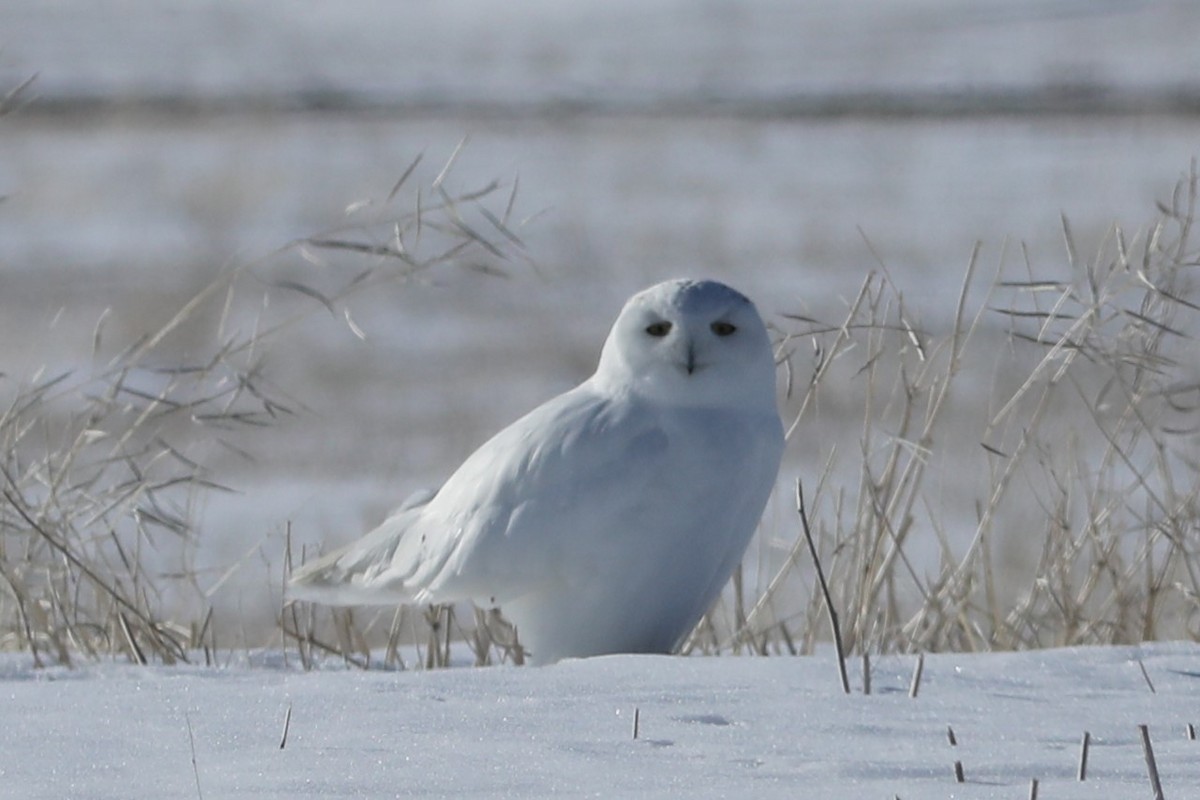 Snowy Owl - ML616014597