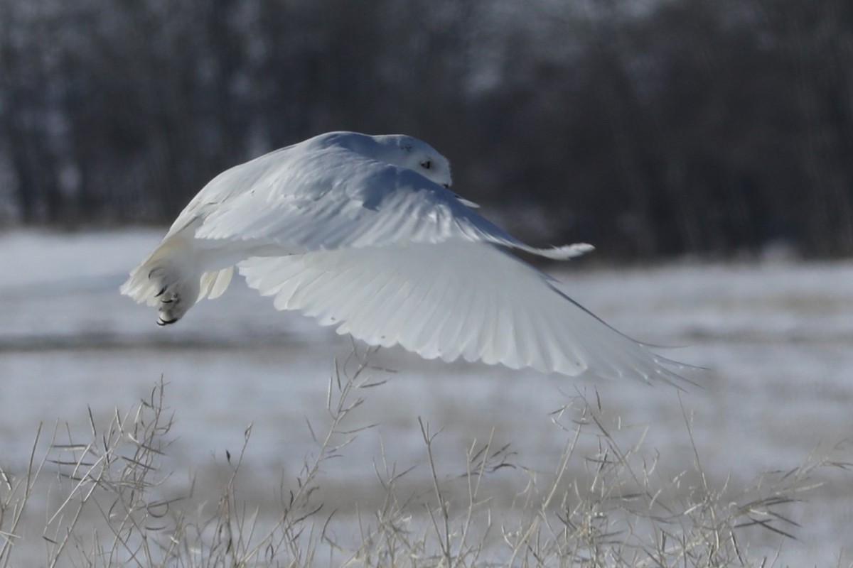 Snowy Owl - ML616014598