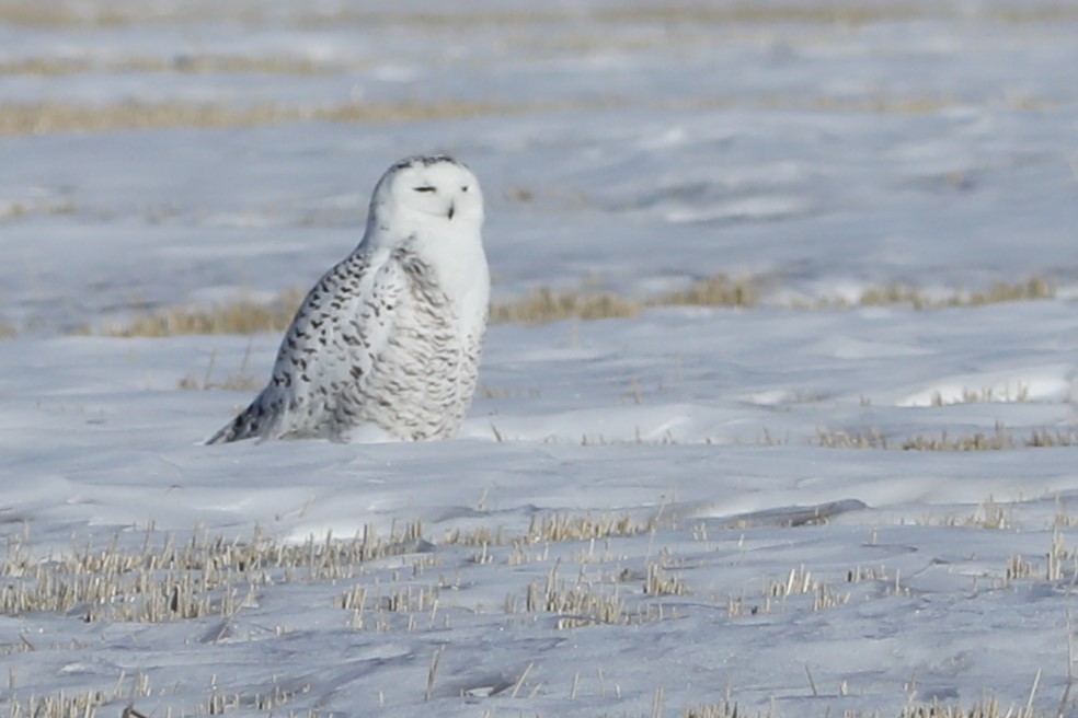 Snowy Owl - ML616014599