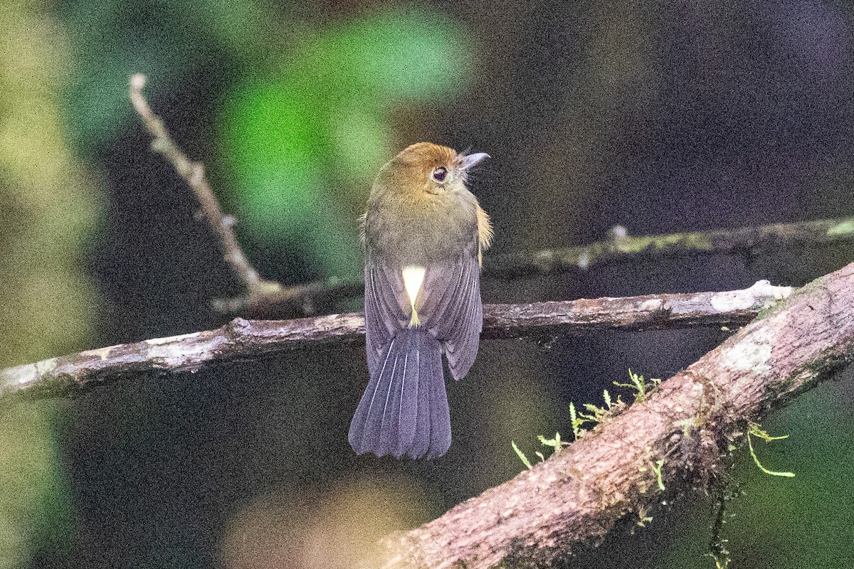 Tawny-breasted Flycatcher - Xiaoni Xu