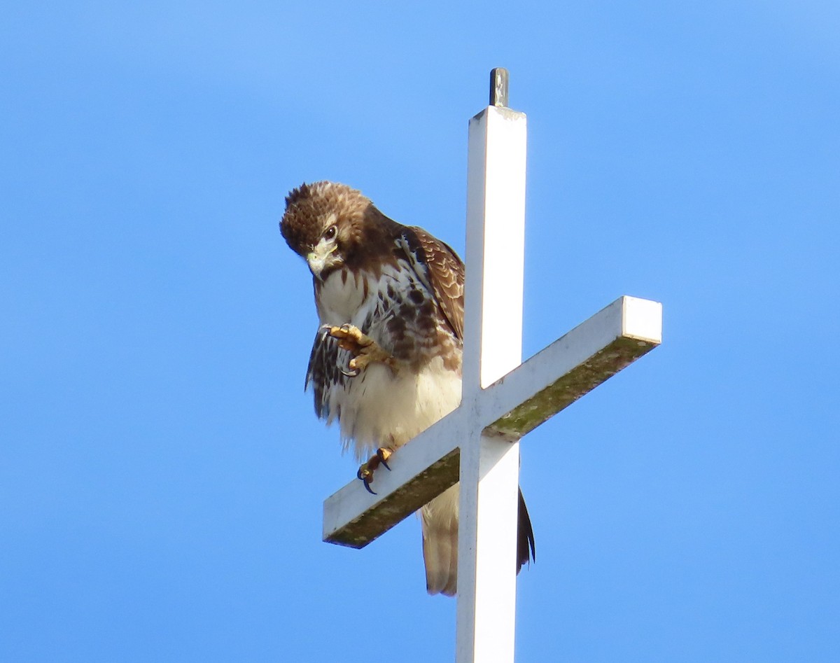 Red-tailed Hawk - ML616014643