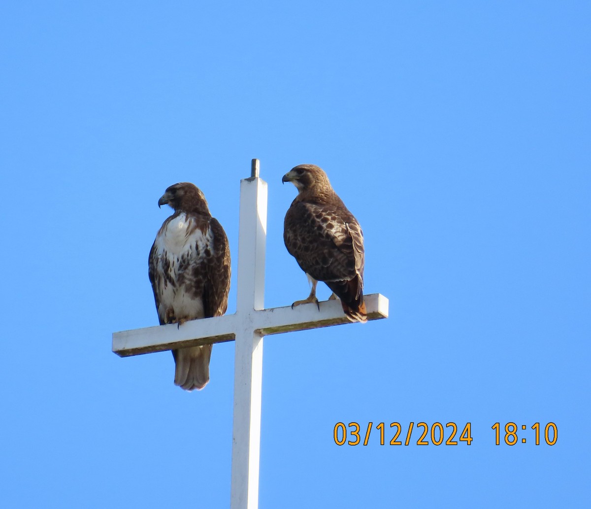 Red-tailed Hawk - ML616014644