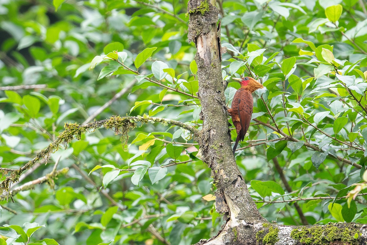 Chestnut-colored Woodpecker - ML616014658