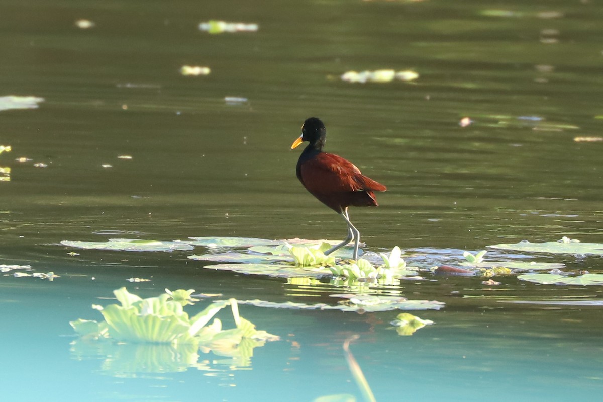 Northern Jacana - William Hull