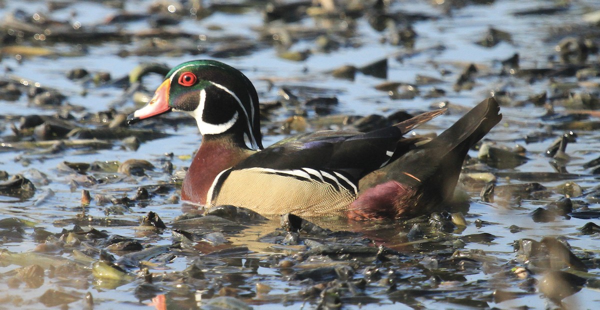 Wood Duck - ML616014707