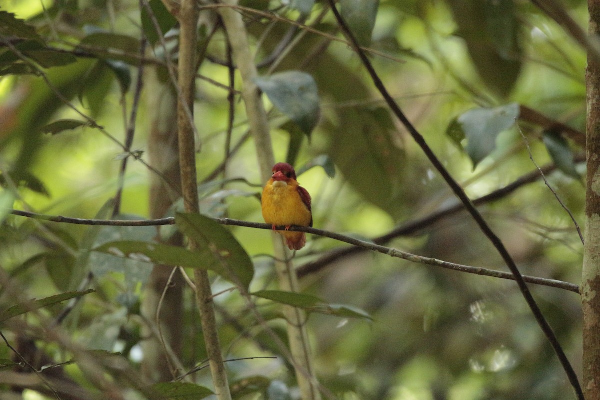 Rufous-backed Dwarf-Kingfisher - Fadzrun A.