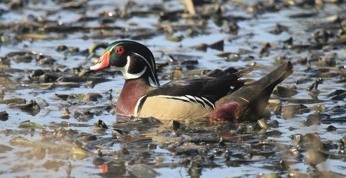 Wood Duck - ML616014710