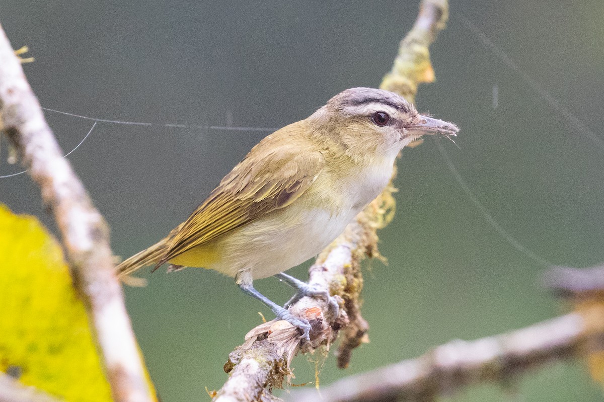 brunøyevireo (agilis gr.) - ML616014749