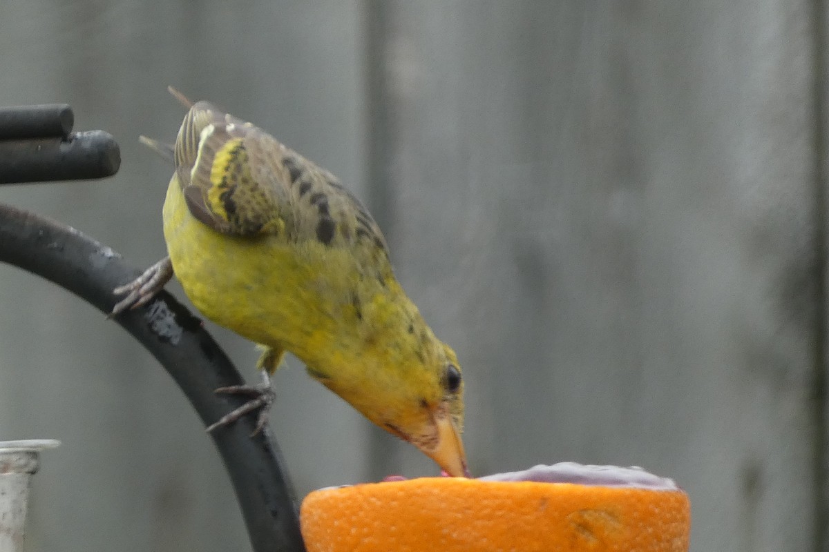 Western Tanager - Teresa Conlon