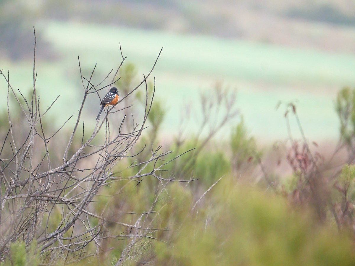 Spotted Towhee - ML616014770