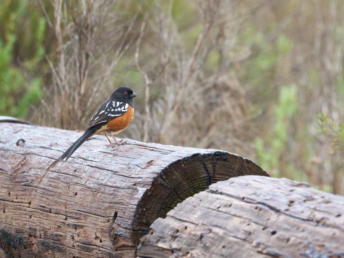 Spotted Towhee - ML616014771