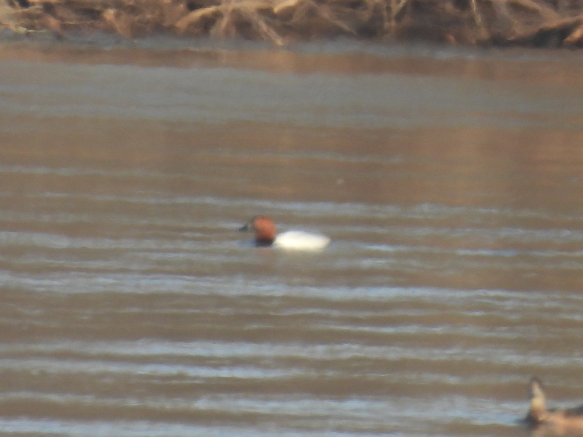 Canvasback - ML616014812