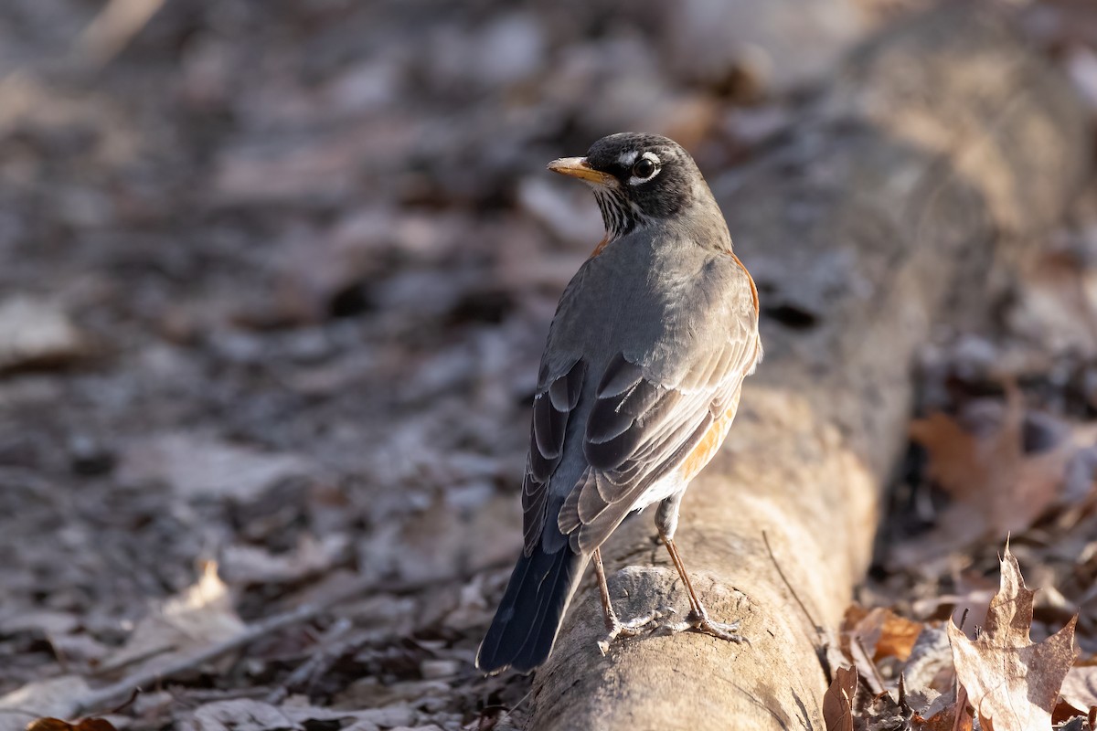 American Robin - ML616014816