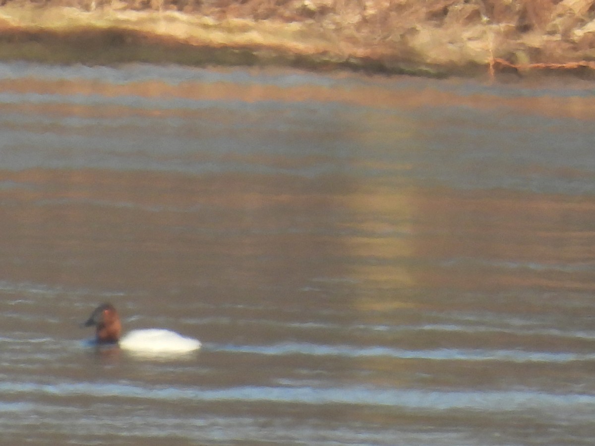 Canvasback - Laura Minnich