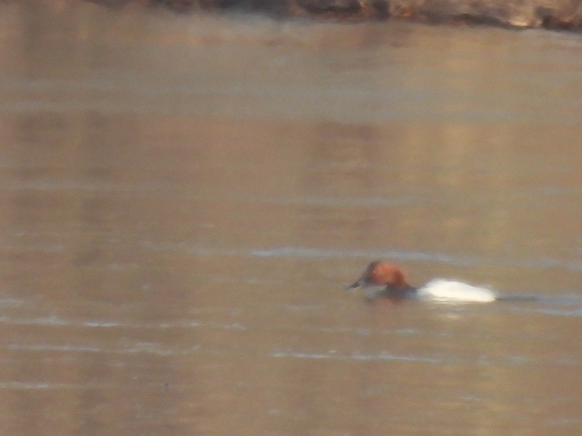 Canvasback - ML616014825