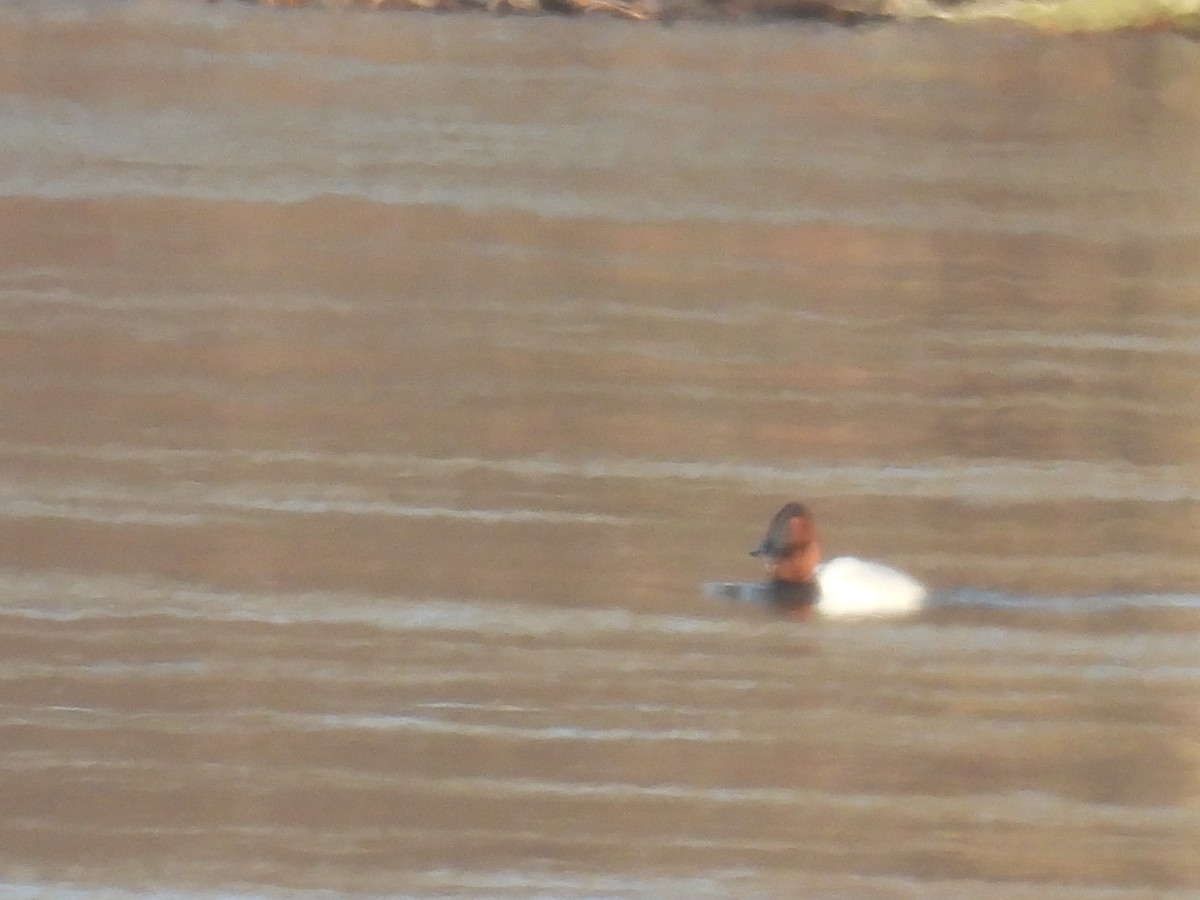 Canvasback - ML616014850