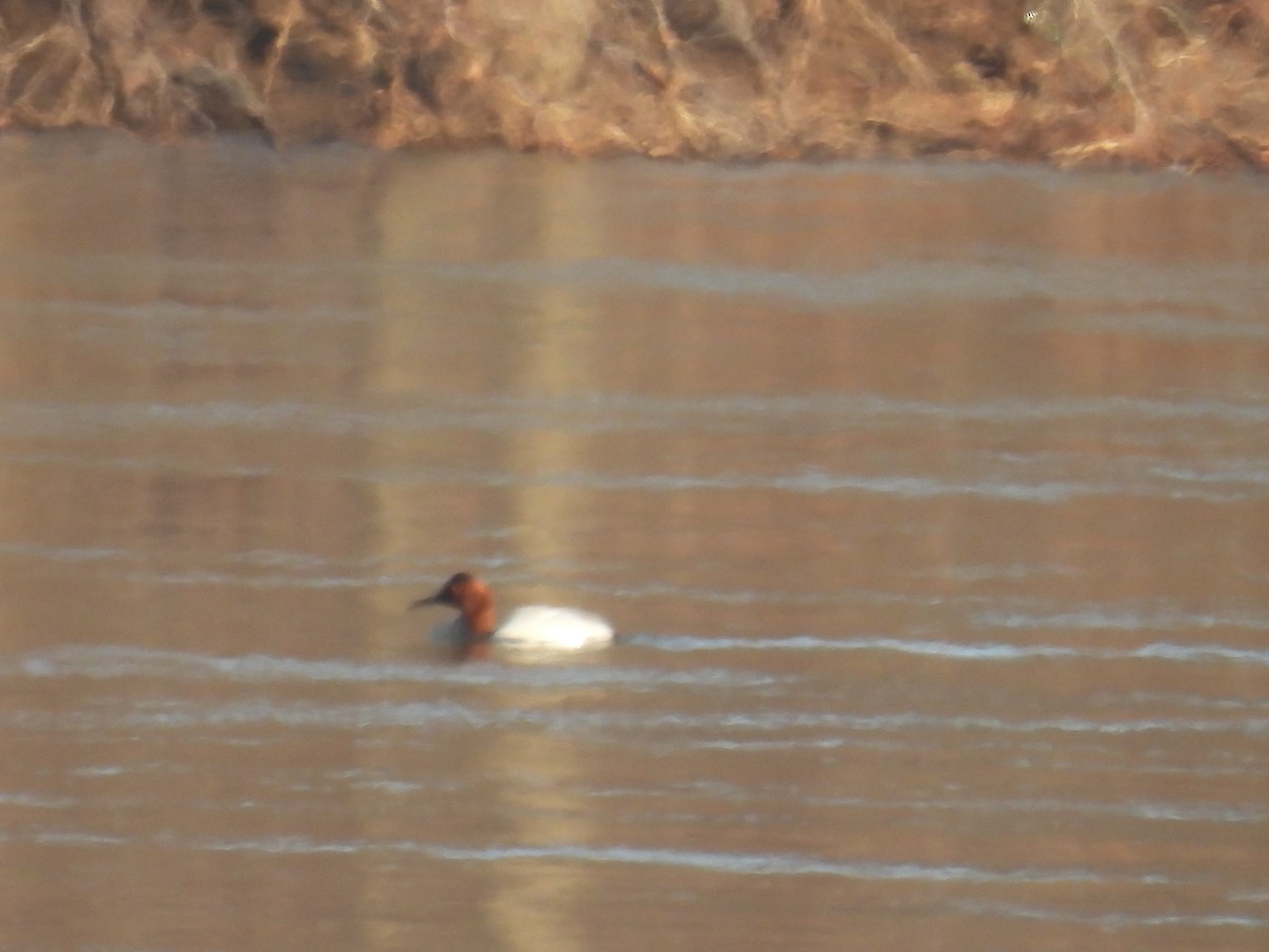 Canvasback - ML616014854