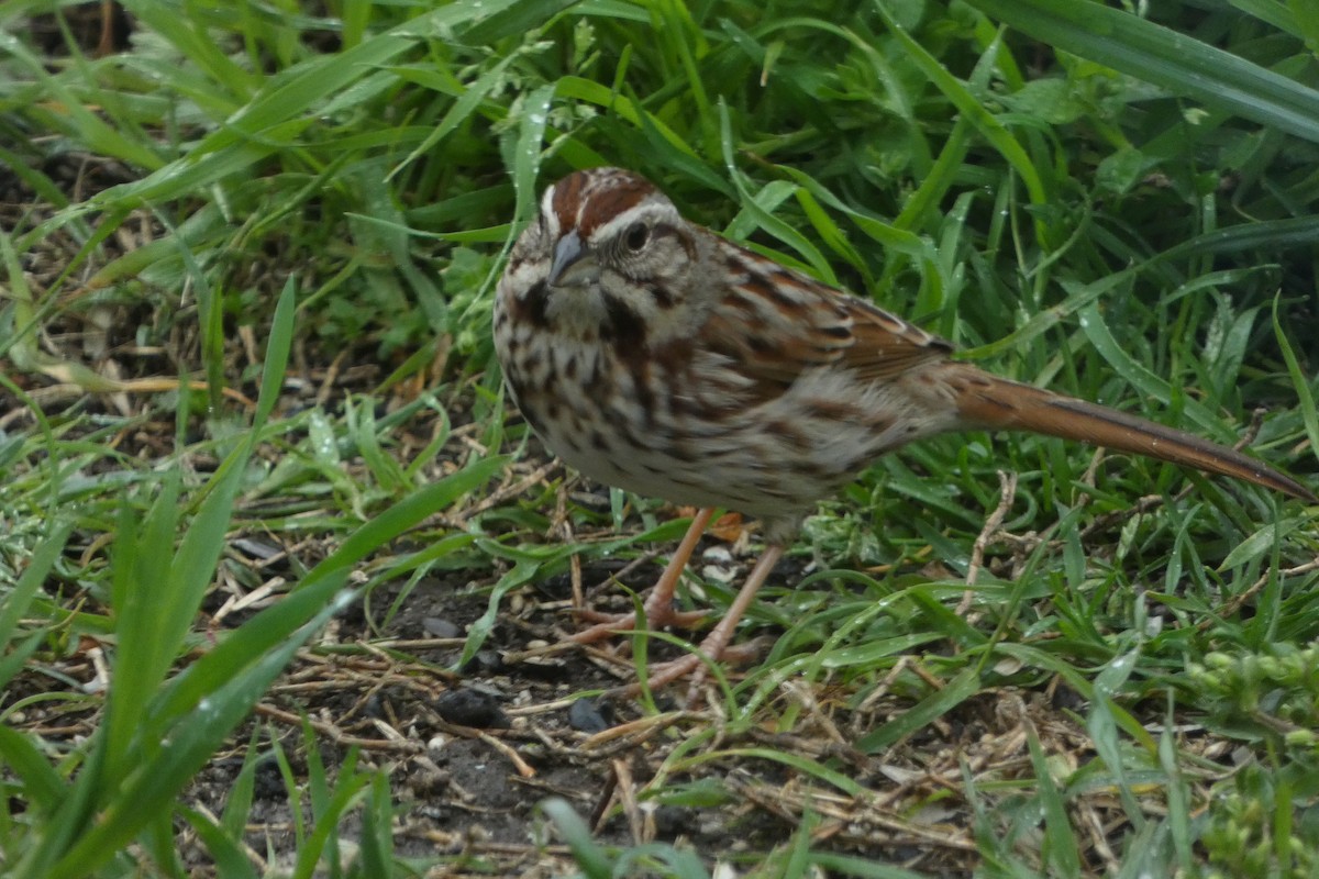 Song Sparrow - Teresa Conlon