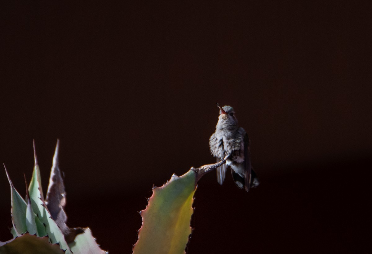 Broad-billed Hummingbird - Rick Zapf