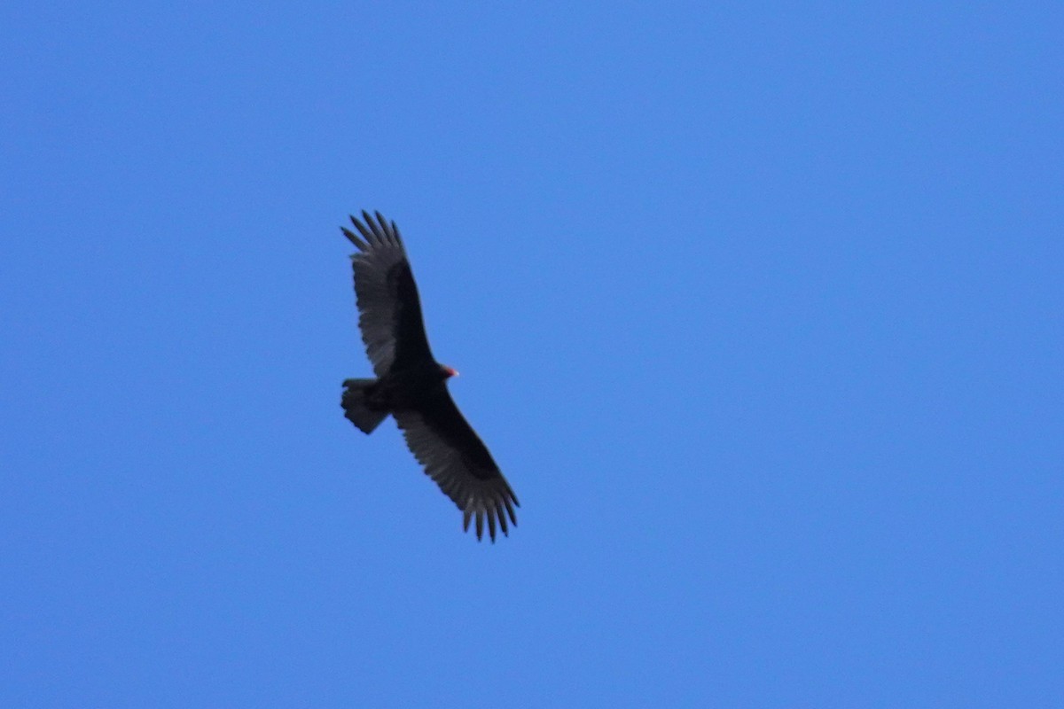 Turkey Vulture - Ethan Kang