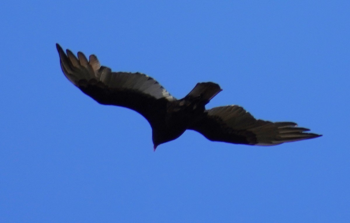 Turkey Vulture - Ethan K