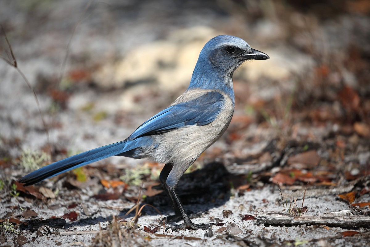 Florida Scrub-Jay - ML616015053