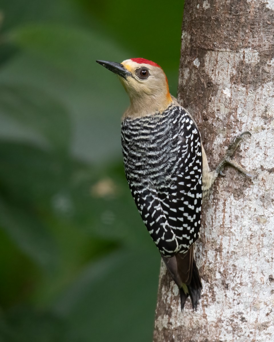 Hoffmann's Woodpecker - ML616015069