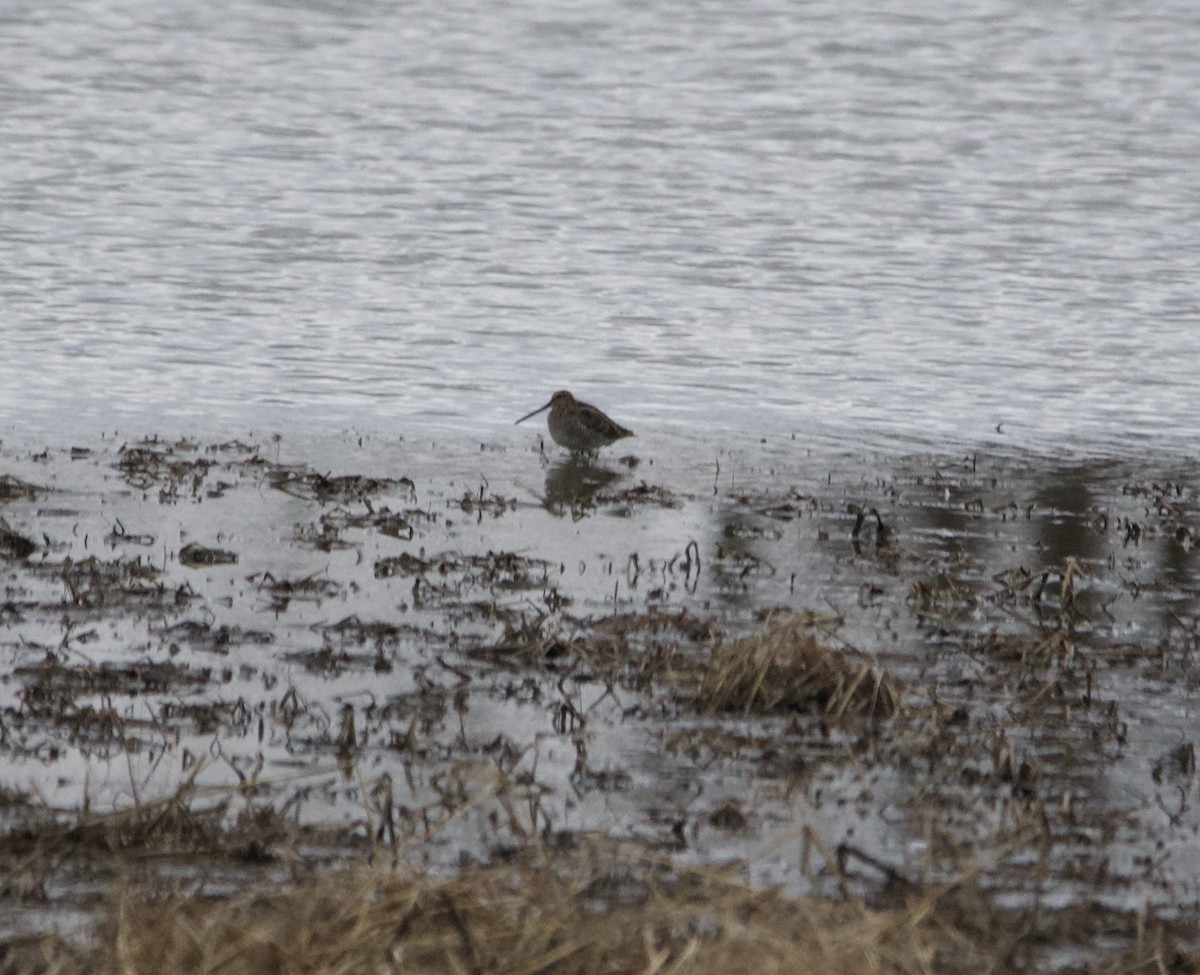 Wilson's Snipe - ML616015101