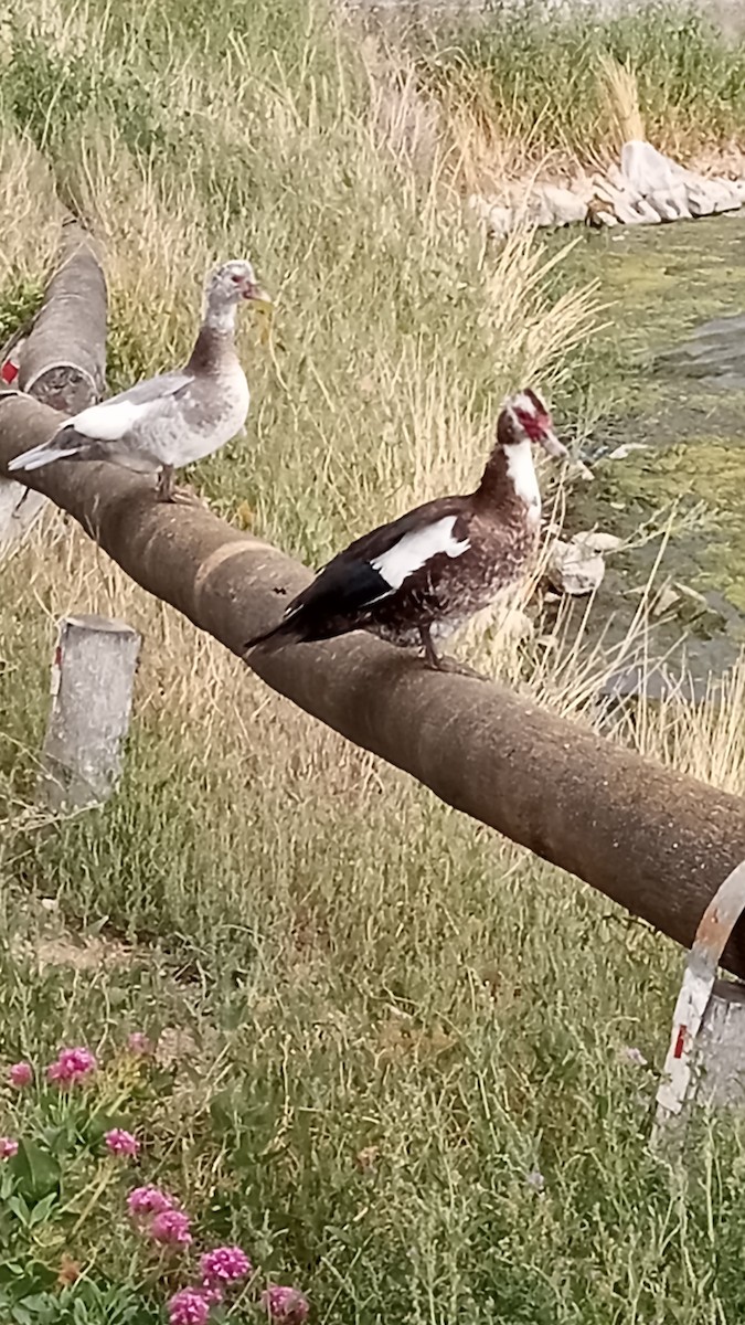 Muscovy Duck (Domestic type) - ML616015134