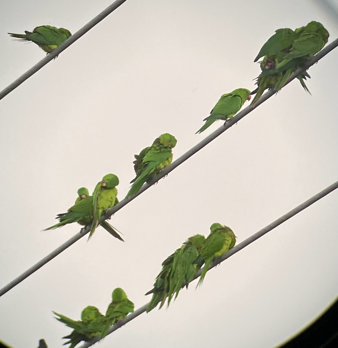 Green Parakeet - ML616015167