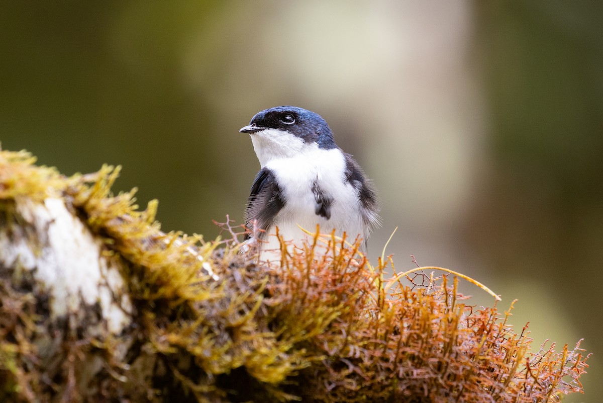 Blue-and-white Swallow (cyanoleuca) - Xiaoni Xu