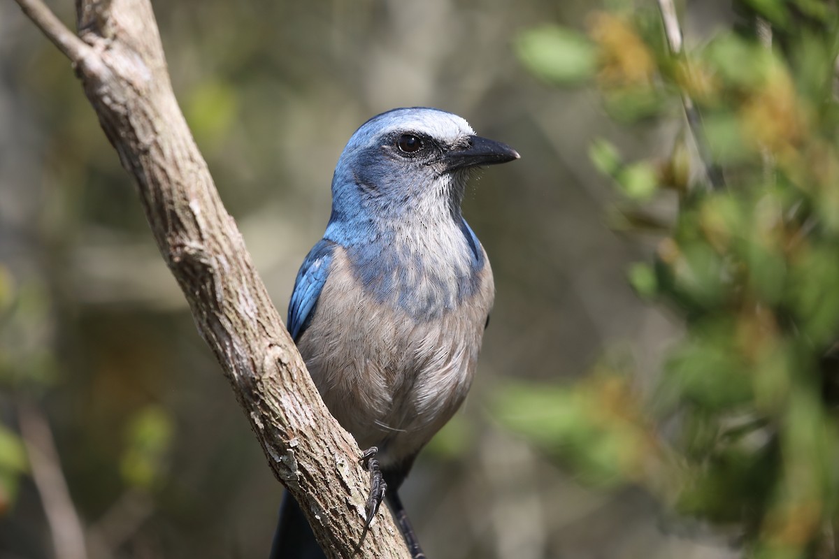 Florida Scrub-Jay - ML616015260