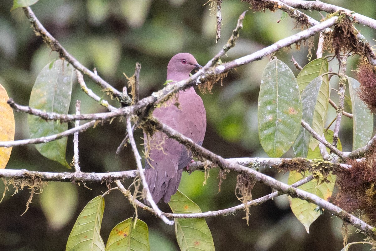 holub vínový (ssp. subvinacea/berlepschi) - ML616015296