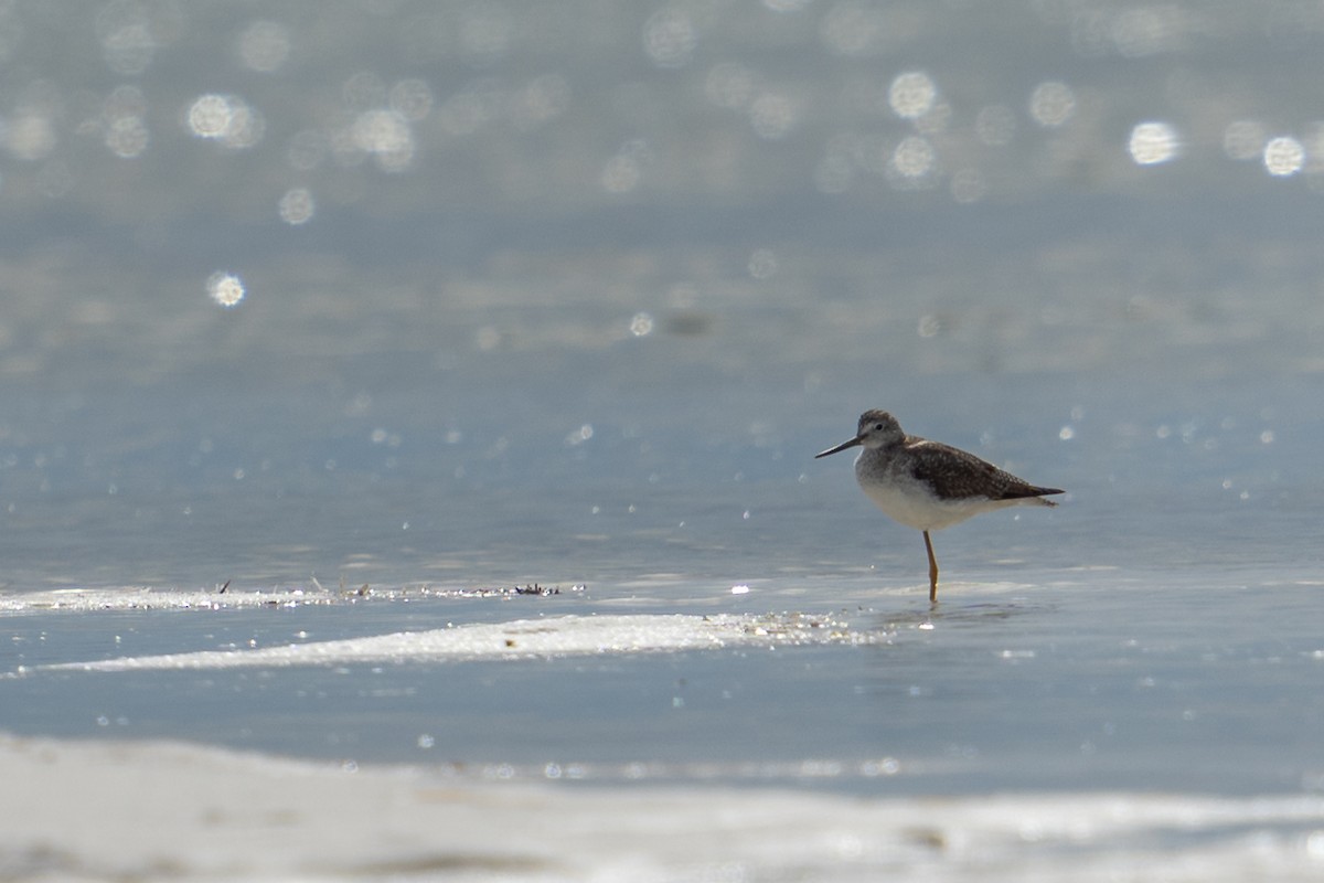 Greater Yellowlegs - ML616015299