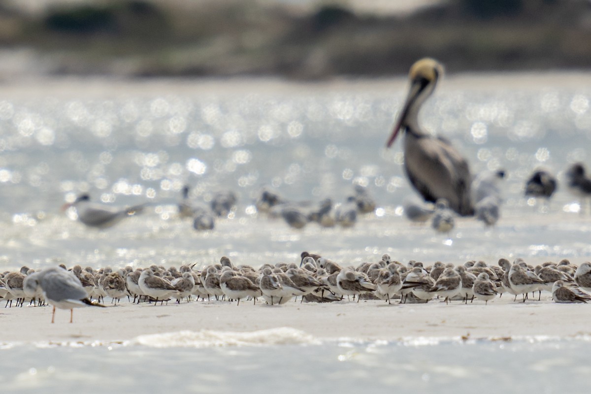 Sanderling - ML616015310