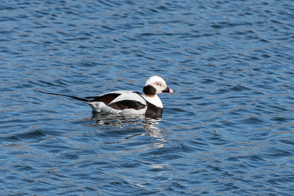 Long-tailed Duck - Drew Miller