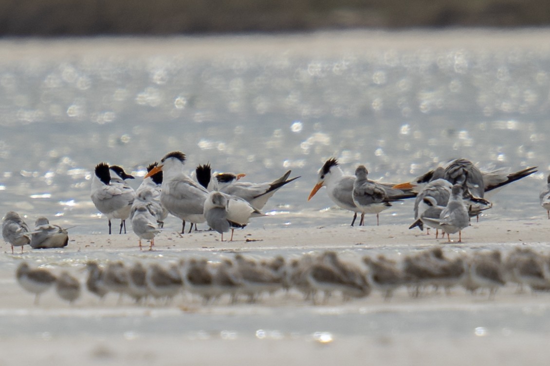 Royal Tern - ML616015328