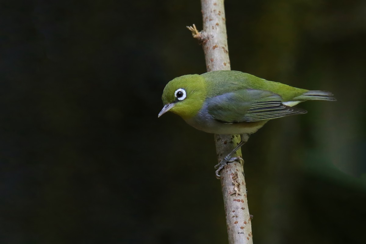 Chestnut-flanked White-eye - ML616015377