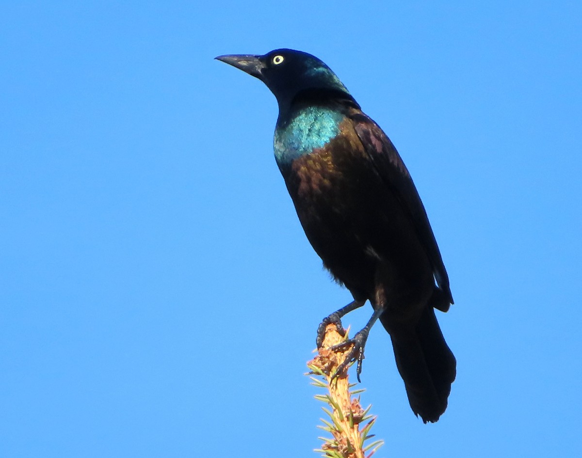 Common Grackle - Charles Henrikson