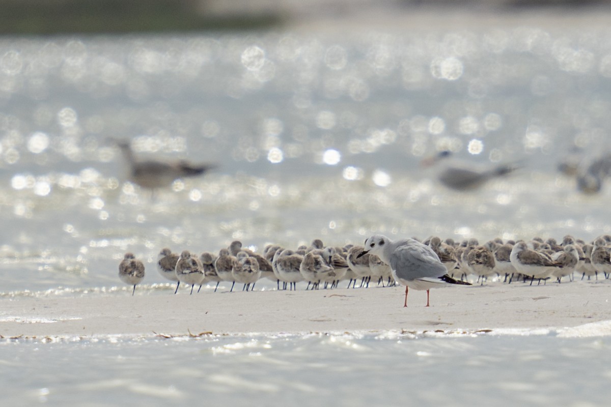 Bonaparte's Gull - ML616015407