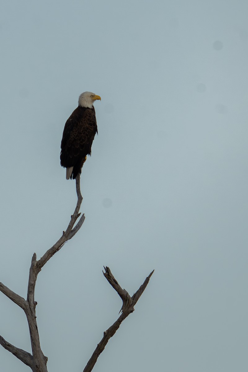 Bald Eagle - ML616015409